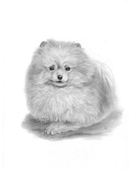 Раскраска собака померанский шпиц