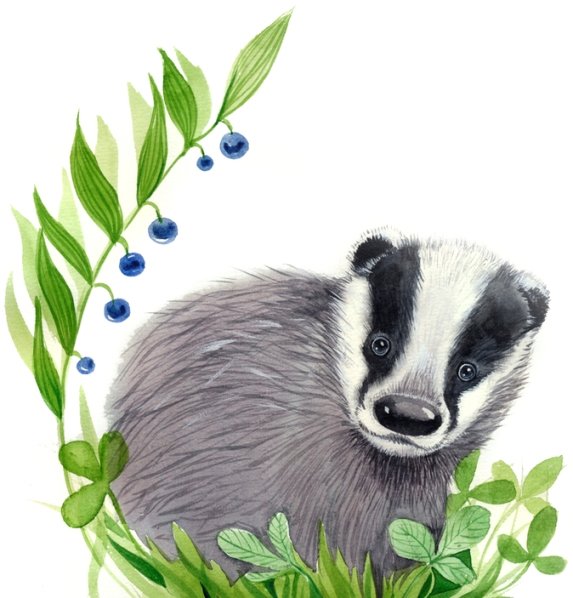 Барсук для детей