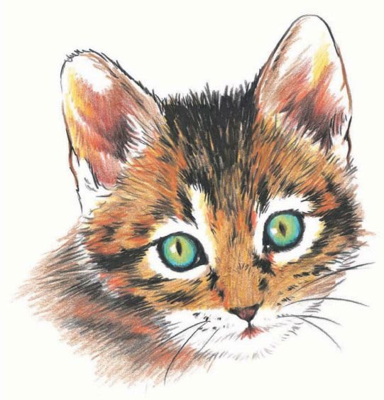 Кошка цветными карандашами