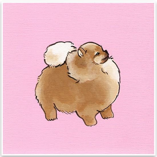 Милый шпиц рисунок