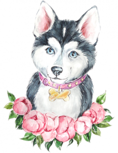 Хаски рисунок милый