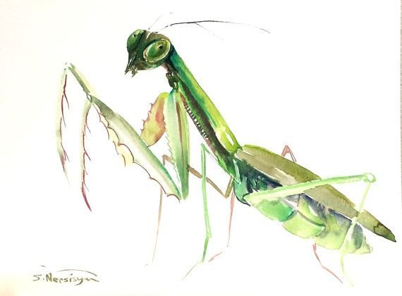 Богомол рисунок акварелью