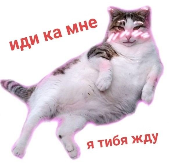 Подкаты с котиками