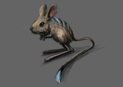 Муаддиб мышь