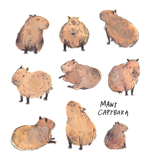 Капибара тотемное животное