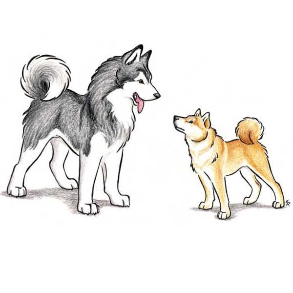 Нарисовать собаку лайку