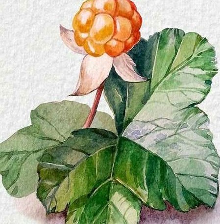 Морошка Ботаническая иллюстрация