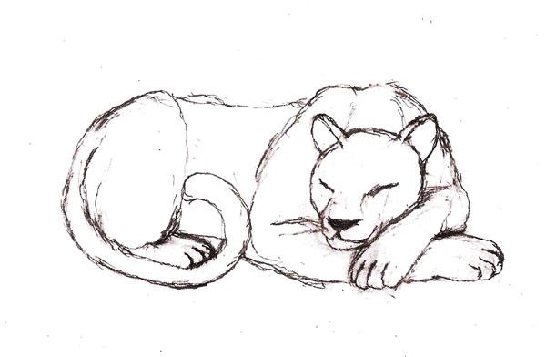 Рисунки для срисовки Пума