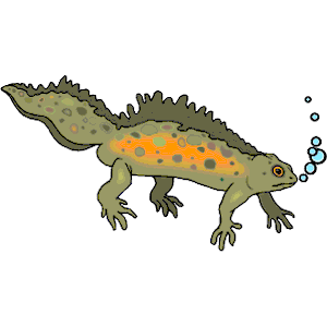 Иглистый Тритон рисунок