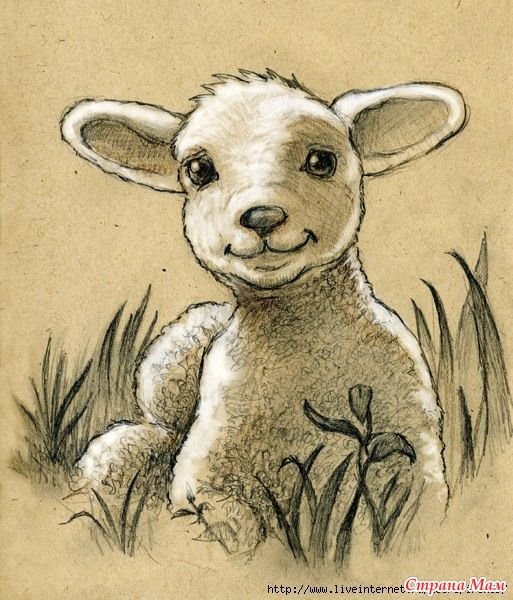 Зарисовки ягнят