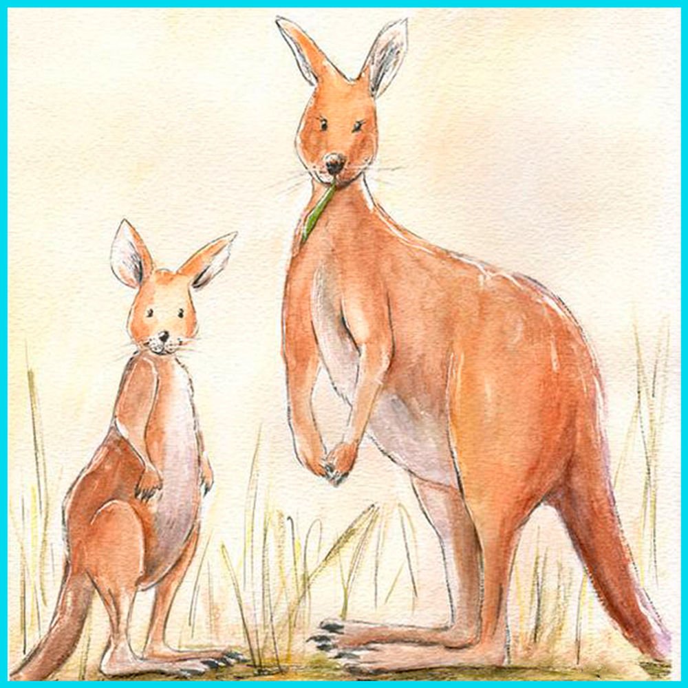 Милые иллюстрации кенгуру