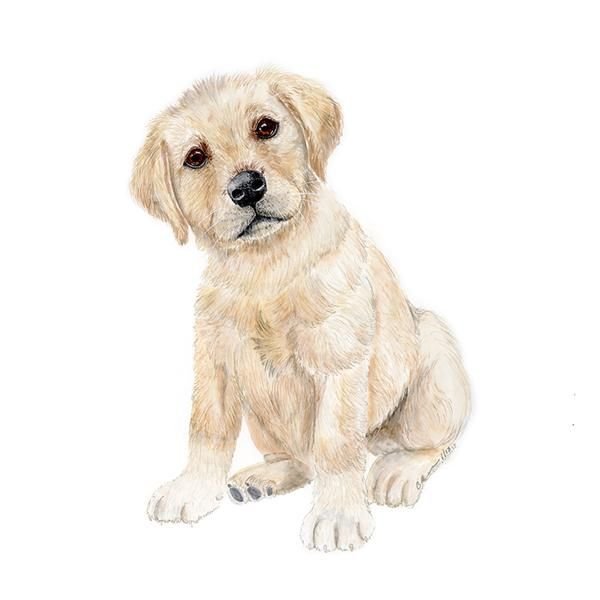 Лабрадор рисунок