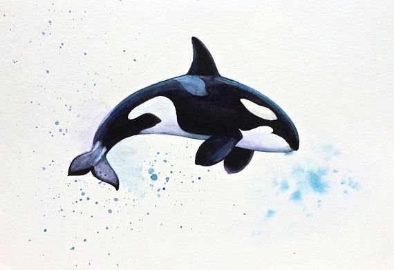 Рисунки для срисовки Касатка