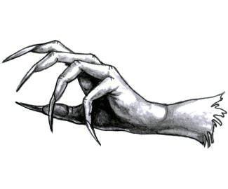 Лапа с когтями скетч