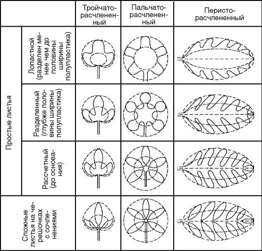 Нарисовать таблицу в Word