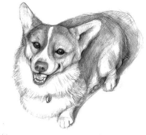 Собака корги