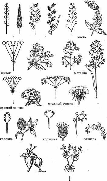 Растения с соцветием полузонтик