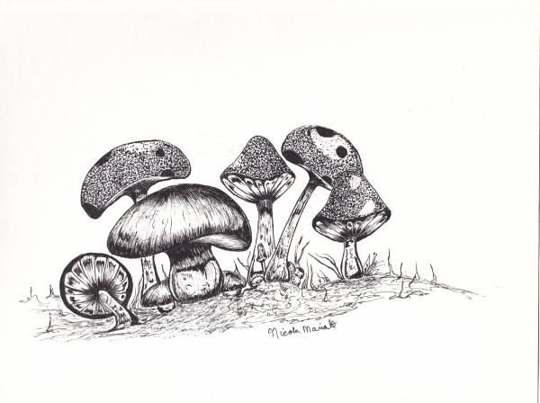 Зарисовки грибов карандашом