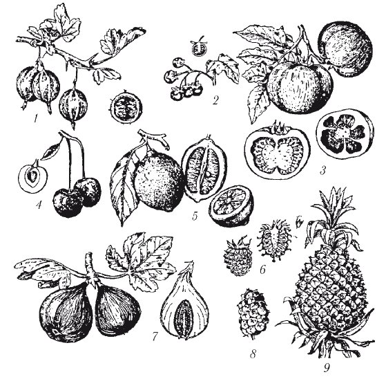 Подсемейство Спирейные