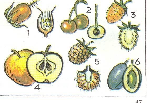 Какие типы плодов изображены на рисунке. Плоды покрытосеменных растений. Типы плодов многоорешек. Тыквина плод семя. Строение косточковых плодов.