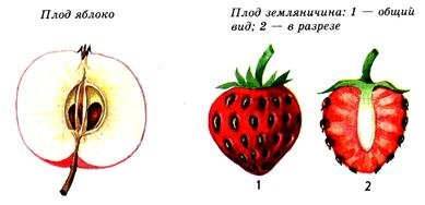 Классификация плодов сочные плоды примеры