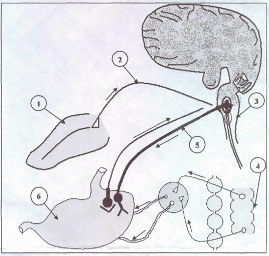 Условный и безусловный рефлекс рисунок