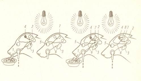 Безусловные рефлексы