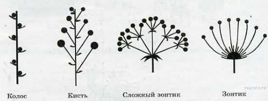 Соцветие простой Колос схема