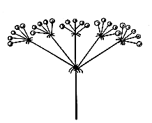 Соцветие сложный зонтик схема