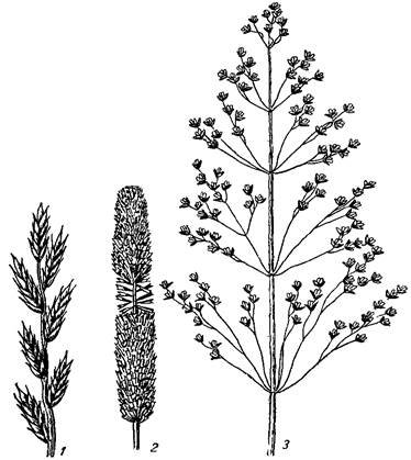 Соцветие кисть и метелка