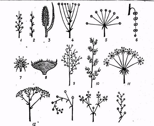 Соцветие кисть и метелка