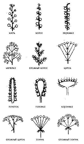 Соцветие метелка сирень