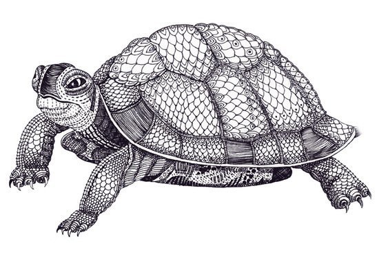 Раскраска антистресс черепаха