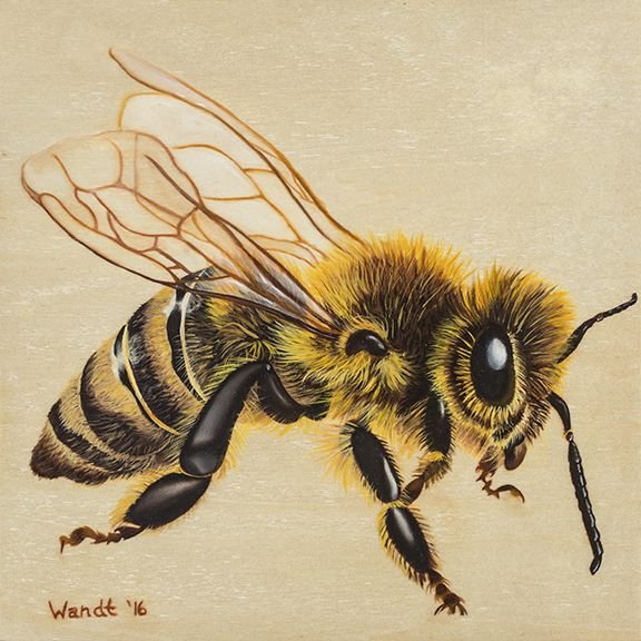 Раскраски антистресс насекомые