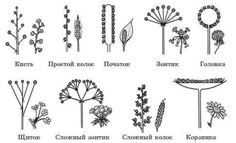 Схема типов соцветий
