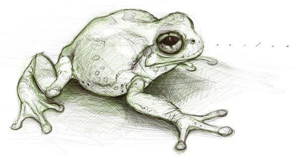 Зарисовки лягушек