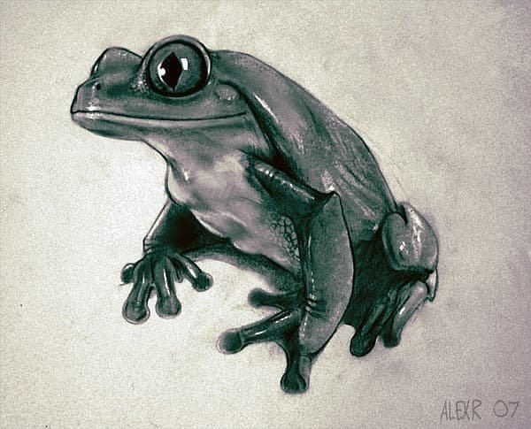 Жаба гравюра