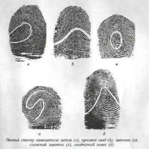 Отпечатки пальцев дуги петли завитки