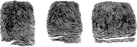 Дактилоскопия типы папиллярного узора