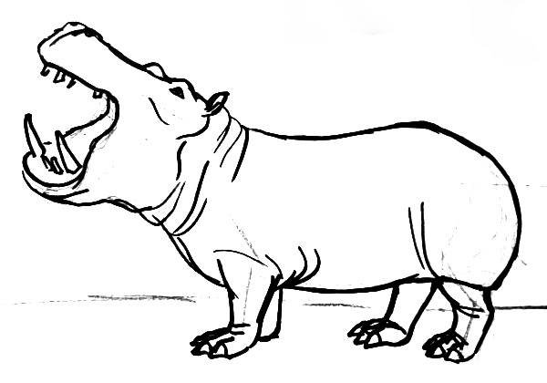 Бегемот вид сбоку