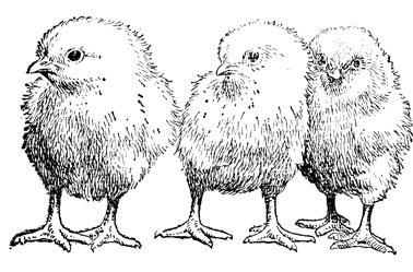 Цыпленок картинка