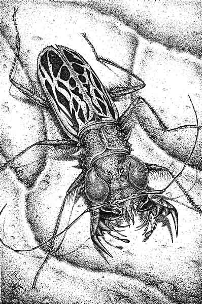Фантастическое насекомое рисунок