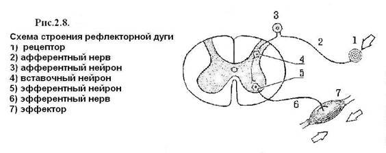 Рефлекторная дуга моносинаптического рефлекса