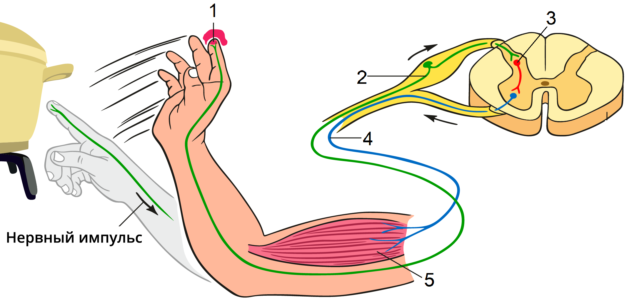 Функции нервной системы двигательная. Схема рефлекторной дуги отдергивания руки от горячего предмета. Рефлекс отдергивания руки от горячего предмета рефлекторная дуга. Схема рефлекторной дуги отдергивания руки. Схема рефлекторной дуги двигательного рефлекса.