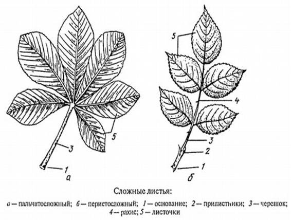 Форма основания листа шиповника