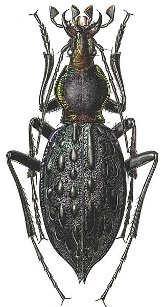 Рисование жука