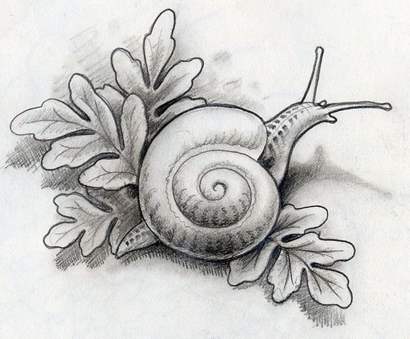 Необычная улитка в карандаше