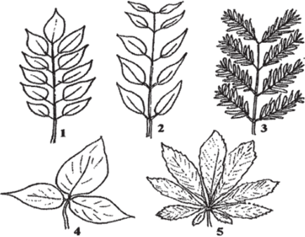 Строение листа сидячий и черешковый