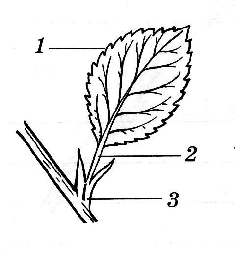 Форма листьев покрытосеменных растений
