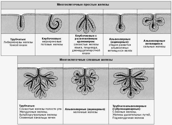 Сложная альвеолярная железа рисунок (50 фото)
